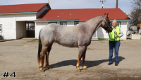 Horse#4