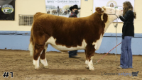Steer#1