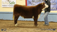 Steer#2