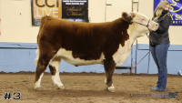 Steer#3