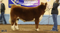 Steer#4