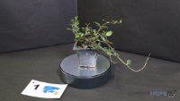 Plant#1