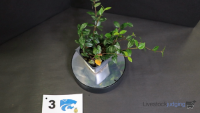 Plant#3
