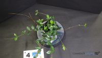 Plant#4