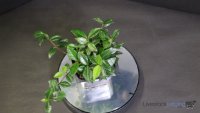 Plant#5