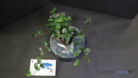 Plant#6