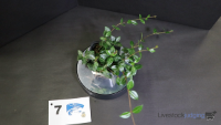 Plant#7