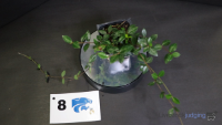 Plant#8