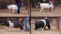 All Animals