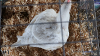 Bird#1