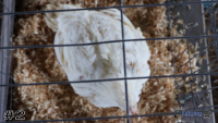 Bird#2
