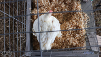 Bird#3