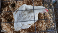 Bird#4