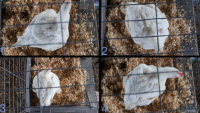 All Animals