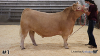 Steer#1