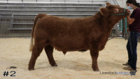 Steer#2
