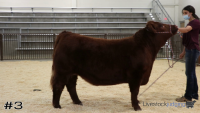 Steer#3