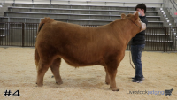 Steer#4