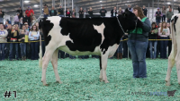 Heifer#1