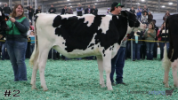 Heifer#2