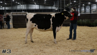 Heifer#3
