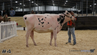 Heifer#4