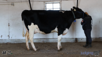 Cow#2