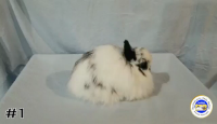 Rabbit#1