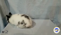 Rabbit#2
