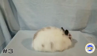 Rabbit#3