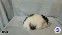 Rabbit#4
