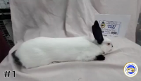 Rabbit#1