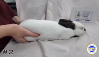 Rabbit#2