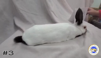 Rabbit#3