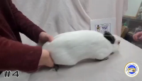 Rabbit#4