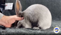 Rabbit#1