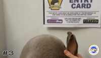 Rabbit#3
