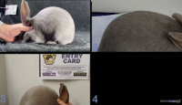 All Animals