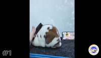 Rabbit#1