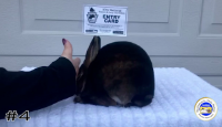 Rabbit#4