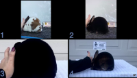 All Animals