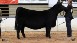Heifer#4