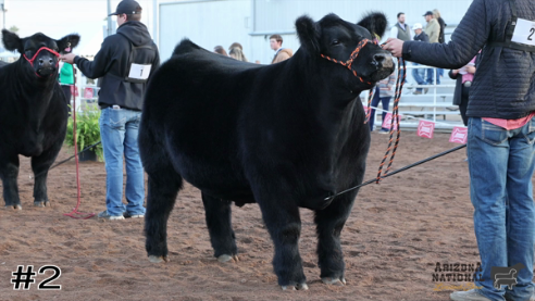 livestock judging