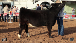 Heifer#1