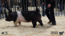 Hog#3