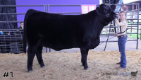 Heifer#1