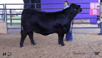 Heifer#2