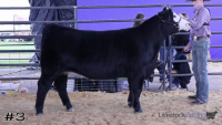 Heifer#3
