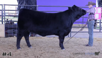 Heifer#4