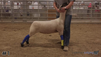 Ewe#1